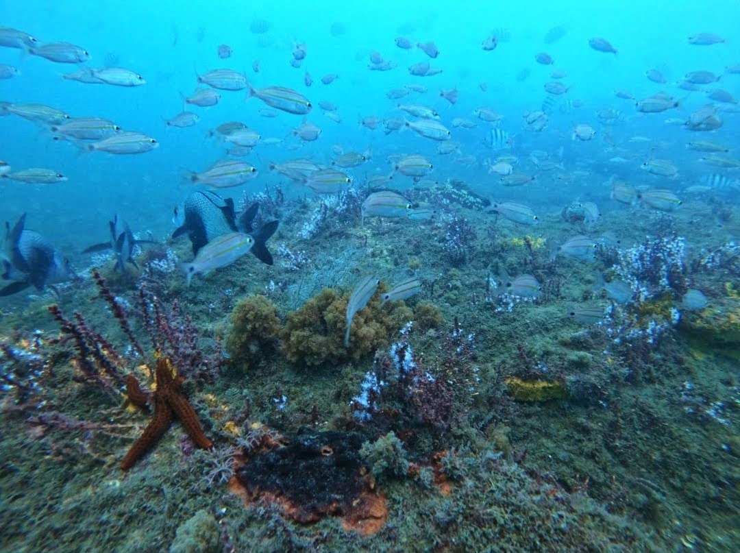 IMG_1600494158295~2-1 (1).jpg